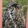 Wainfleet Fall Fair 2009